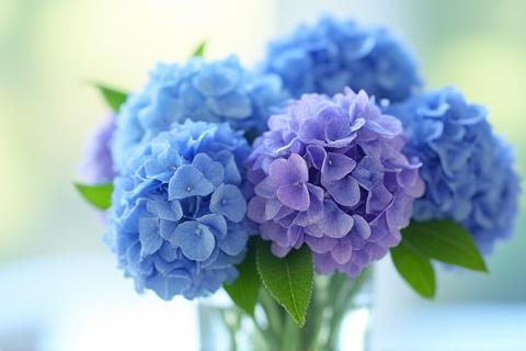 初夏の紫陽花と涼しげな葉物のアレンジメント